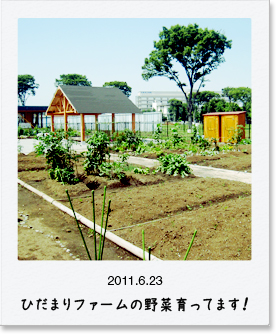 2011.6.23 ひだまりファームの野菜育ってます！